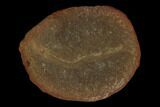 Fossil Shrimp (Peachocaris) - Illinois #120919-1